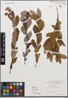 Foto von Salix cinerea L.